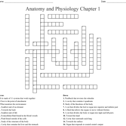 Anatomy and physiology crossword puzzle