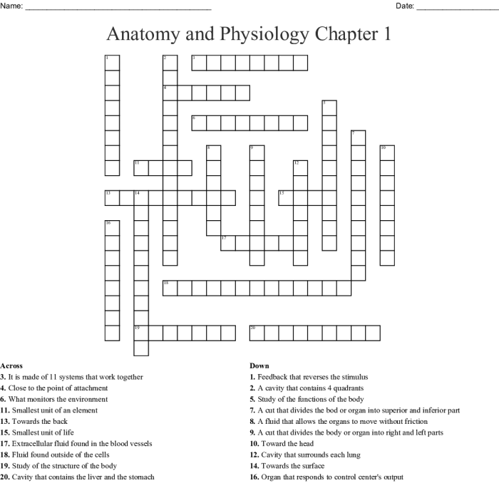 Anatomy and physiology crossword puzzle