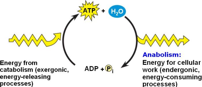 Which of the following best defines substrate level atp synthesis