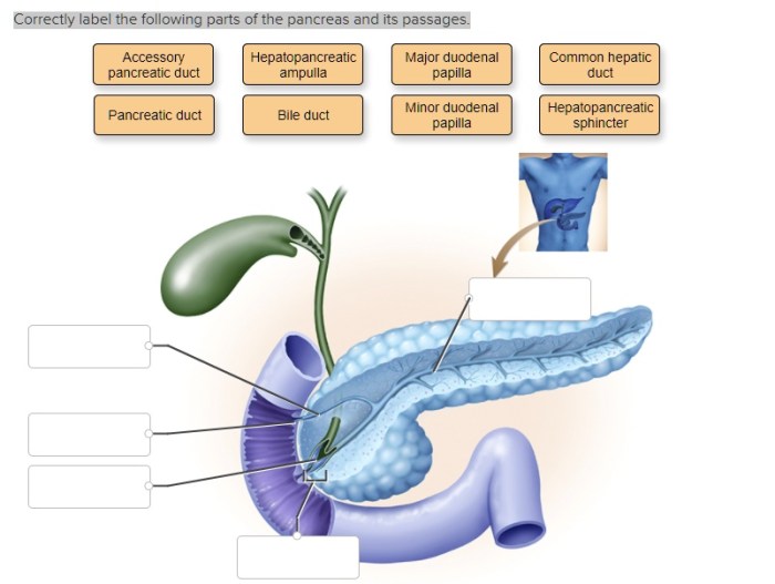 Correctly label the following parts of this gland.