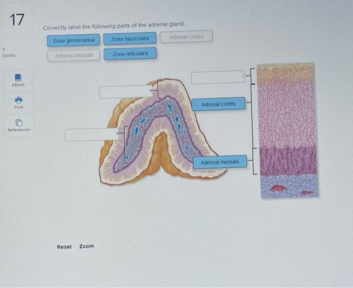 Exocrine gland correctly