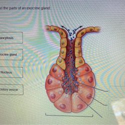 Correctly exocrine gland adjust