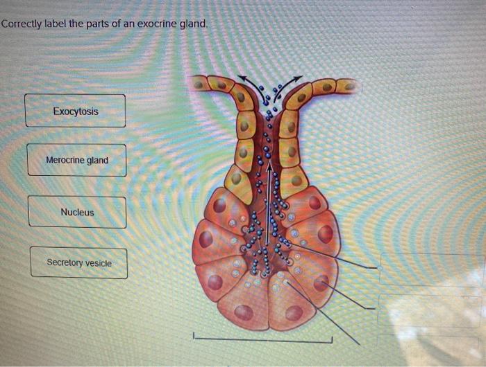 Correctly exocrine gland adjust