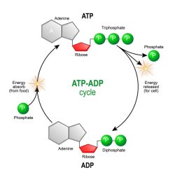 Atp exergonic coupling coupled cellular formation