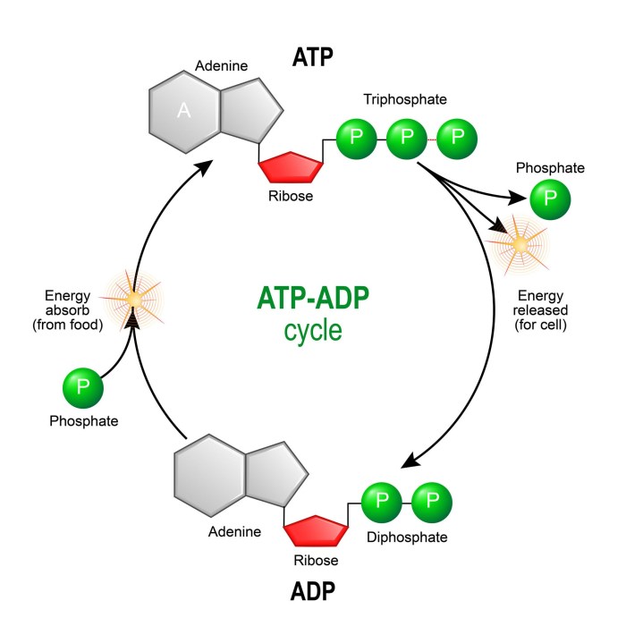 Atp exergonic coupling coupled cellular formation