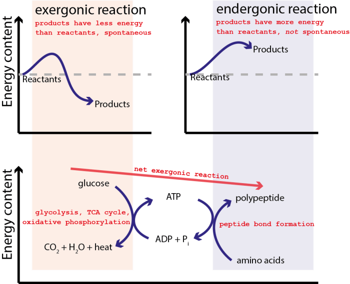 Which of the following best defines substrate level atp synthesis