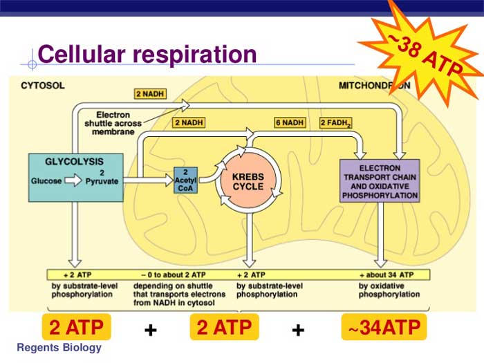 Exercise and cellular respiration lab answers