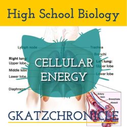 Exercise and cellular respiration lab answers